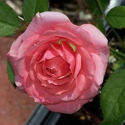 Rosia sonia sunblaze