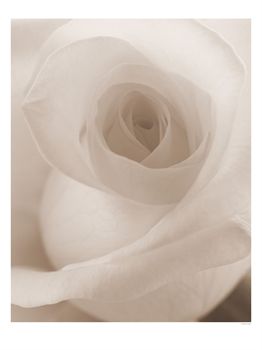 Blanca la rosa de la Esperanza