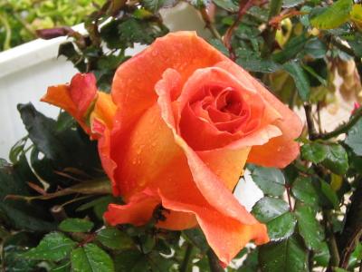 Rosa naranja, el color de la alegria