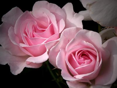 Rosa La sensibilidad