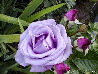 Lila, el color del sosiego