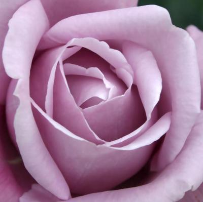 VIOLETA , eterna amistad y compa&ntilde;erismo