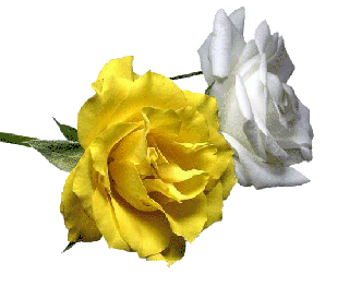 Las rosas de la union, fuerza y eternidad