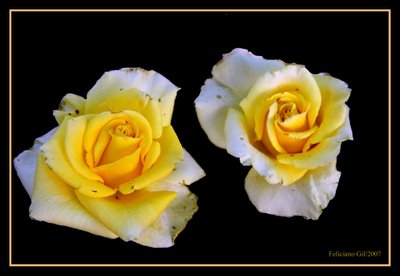 Rosa amarilla, el color de la luz luminosidad